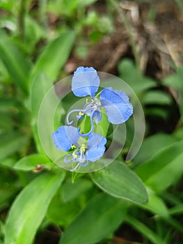 Monsun wildlife flower  in gujarat