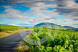 Mont Brouilly mountain and vineyards of Beaujolais during a sunny day