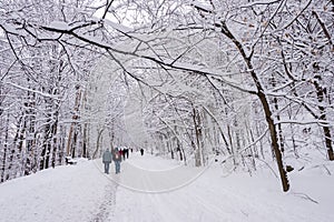 Mont-Royal Park in Montreal after snow storm