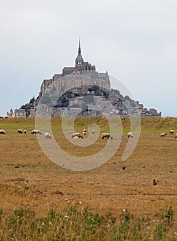 Mont Saint Michel Abbey in Normandy in Northern France and the sheep grazing at low tide