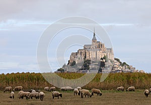 Mont Saint Michel Abbey in Normandy region of Northern France and the flock of black-headed Suffolk sheep