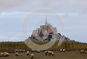 Mont Saint Michel Abbey in Normandy region of Northern France and the flock of black-headed Suffolk sheep