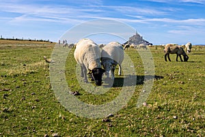 Flock of sheep in front of the Mont Saint Michel abbey. Mont Saint-Michel, Normandy, France