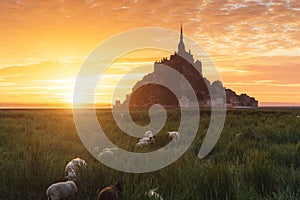 Mont Saint-Michel in France with sheeps in the foreground