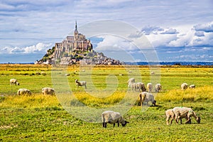 Mont Saint-Michel with sheep grazing, Normandy, France