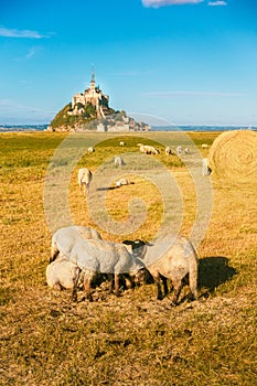 Mont Saint-Michel tidal island with sheep grazing on fields
