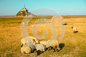 Mont Saint-Michel tidal island with sheep grazing on fields