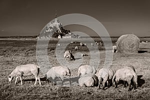 Mont Saint-Michel tidal island with sheep grazing on fields in monochrome