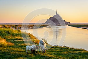 The Mont Saint-Michel tidal island at sunrise in Normandy, France, with sheep grazing on the salt meadows
