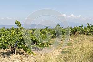 Mont Ventoux mountain and Dentelles de Montmirail chain of mountains with green wine fields of Provence, France