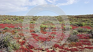 MontaÃ±a Pelada natural reserve landscape, succulent plants of Tenerife, Canary Islands, Spain photo