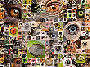 Montage of animal eyes