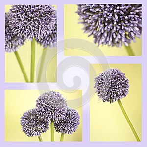 Montage of purple Alium flowers photo
