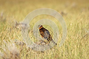Montagu harrier or Circus pygargus portrait in open grass field meadows of during winter migration time at tal chhapar blackbuck
