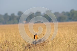 Montagu harrier or Circus pygargus sitting on a beautiful perch in meadows of grass field at tal chhapar