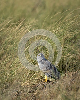 Montagu harrier male or Circus pygargus bird ground perched with eye contact in natural green grass or meadow during winter