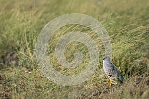 Montagu harrier male or Circus pygargus bird ground perched in natural green grass or meadow during winter migration at tal