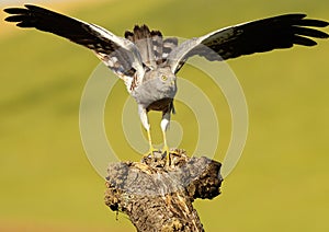 Montagu's Harrier 379