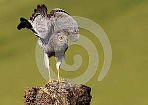 Montagu's Harrier 381