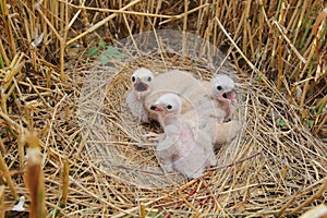 The Montagu's harrier (Circus pygargus) chicks on nest in wheat field