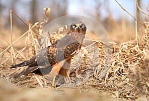 Montagu`s harrier  Circus pygargus in Europe