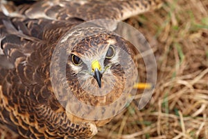 Montagu`s harrier  Circus pygargus in Europe