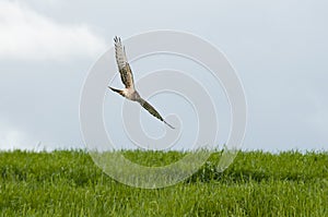 Montagu`s harrier Circus pygargus, female flying