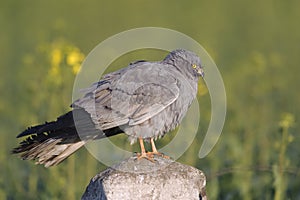 Montagu`s harrier Circus pygargus in its breeding territory