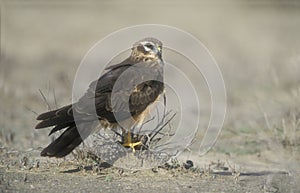 Montagu's harrier, Circus pygargus,