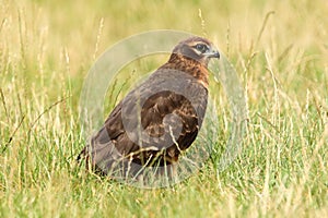 The Montagu\'s harrier (Circus pygargus) young sitting on the grass