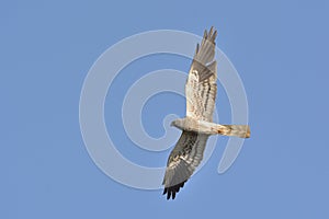 Montagu`s Harrier. Greece