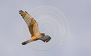 Montagu`s Harrier. Greece