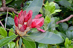 Montague Red Rhododendron Buds 03