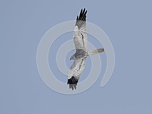 Montagus harrier Circus pygargus