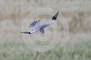 Montagus harrier Circus pygargus