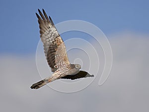 Montagus harrier Circus pygargus