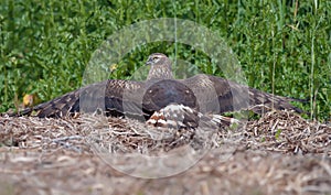 Montagus harrier female lays over hay while sun tanning in field