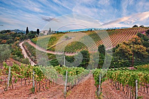 Montalcino, Siena, Tuscany, Italy: the hills with vineyard for production of wines Chianti and Brunello