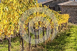 MONTALCINO - TUSCANY/ITALY: OCTOBER 31, 2016: Montalcino countryside, vineyard, cypress trees and green fields