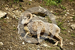 Montana Bighorn Sheep