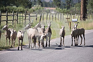 Montana Bighorn Sheep