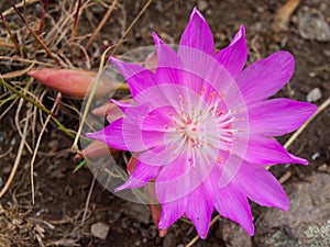 Montana Bitterroot Flower at the National Bison Range in Montana