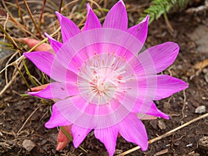 Bitterroot Flower at the National Bison Range in Montana USA photo