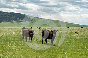 Montana Cattle Ranch