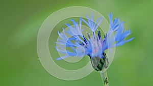 Montana Cornflower blossom. Wildflower cornflower in the wind. Shallow depth of field. Slow motion.