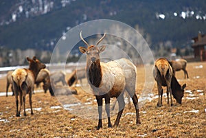 Montana Elk photo