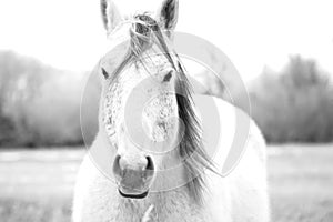 Montana Horse in Black and White - Face Off