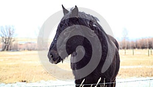 Montana Horse - Side Profile