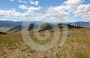 Montana Landscapes with wild flowers