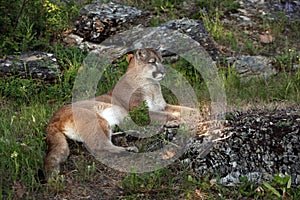 Montana Mountain Lion